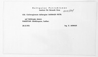 Colletogloeum dalbergiae image